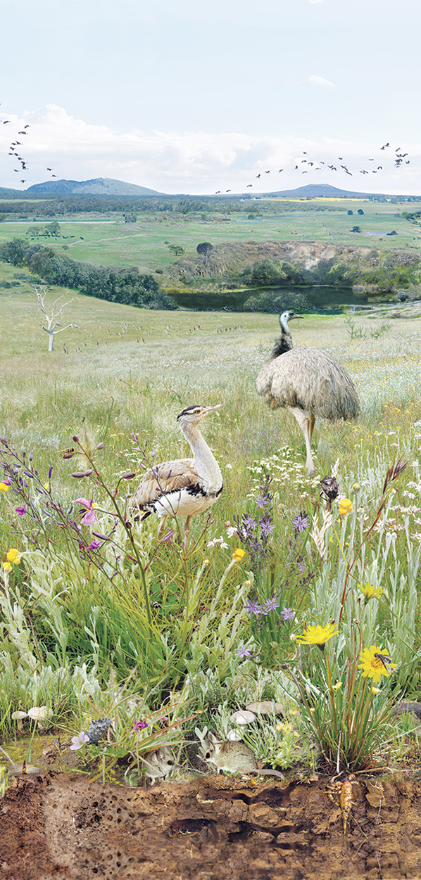 Panel 7: Identify and Classify Grassland Plants and Animals