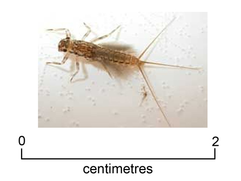Leptofleb mayfly  nymph