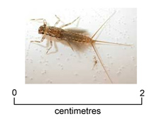 Leptofleb mayfly  nymph