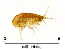 Amphipod