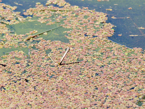 Azolla