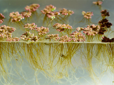 Azolla 2