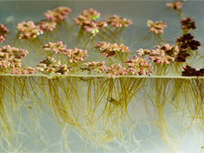 Azolla 2