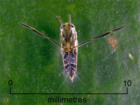 Backswimmer nymph