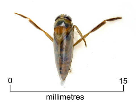 Backswimmer