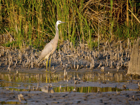 White-faced heron