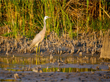 White-faced heron