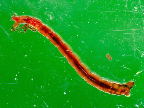 Chironomid larva