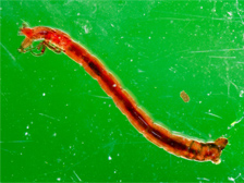 Chironomid larva