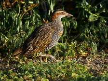 Buff-banded rail