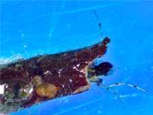 Caddisfly larva