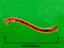Chironomid larva (+ scale)