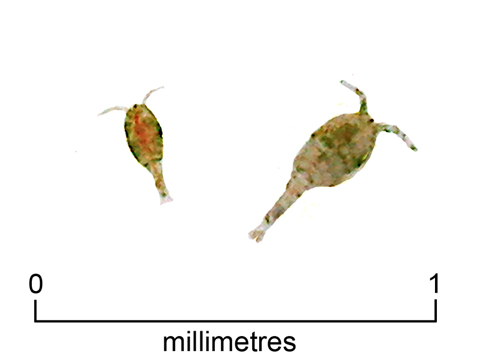 Copepod (+ scale)