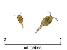 Copepod (+ scale)