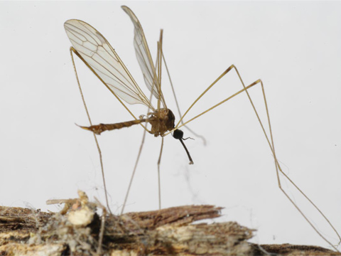 Crane fly