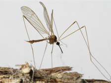 Crane fly