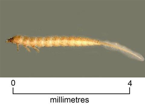 Crawling water beetle larva