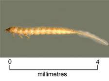 Crawling water beetle larva