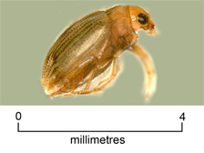 Crawling water beetle