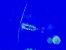 Copepod