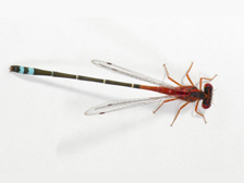 Damselfly