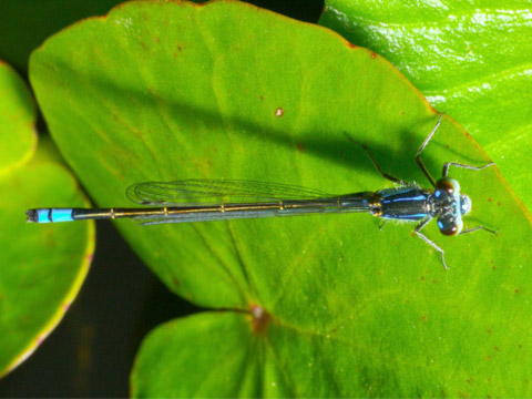 Damselfly on leaf