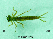 Damselfly nymph (+ scale)