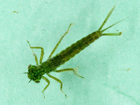 Damselfly nymph
