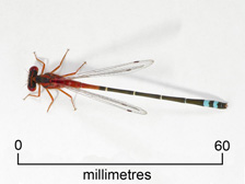 Damselfly (+ scale)