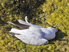 Drought-affected bird