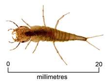 Diving beetle larva