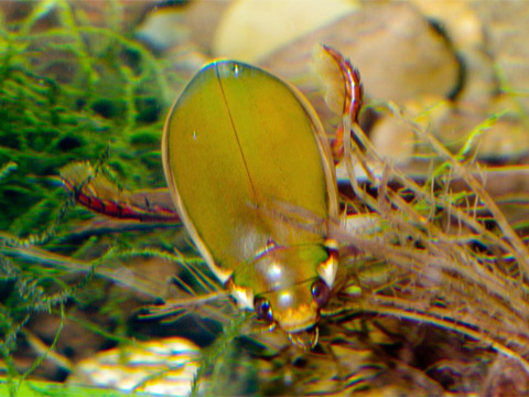 Diving beetle