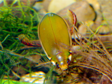 Diving beetle
