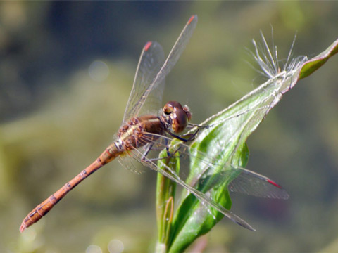Dragonfly