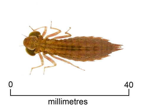 Dragonfly nymph (+ scale)