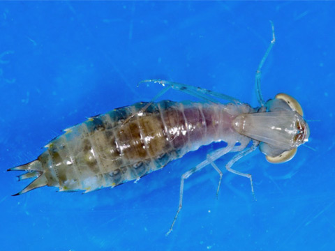 Dragonfly nymph