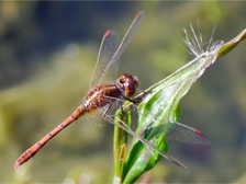 Dragonfly