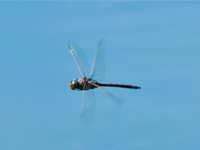 Male dragonfly