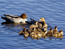 Family of ducks