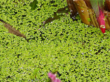 Floating duckweed