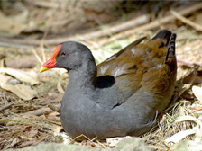 Dusky moorhen