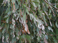 Eucalyptus leaves