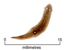 Flatworm