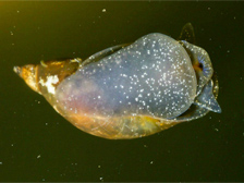 Freshwater snail