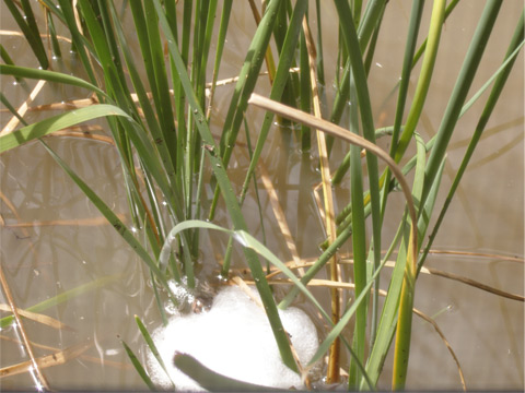 Frog eggs