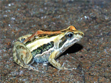 Common froglet