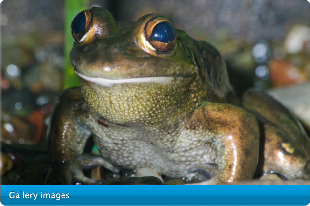 Image of Growling grass frog