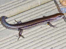 Garden skink