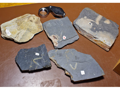 Graptolite fossils