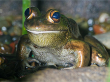 Growling grass frog